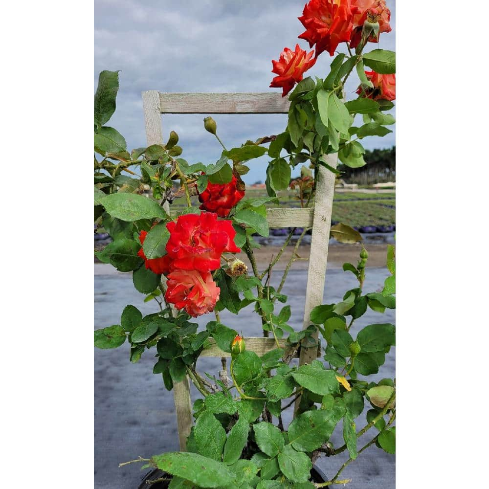 Pure Beauty Farms 3 Gal. Rose Assorted Colors with Trellis Climber in 12 in. Grower's Pot BOPIS2097