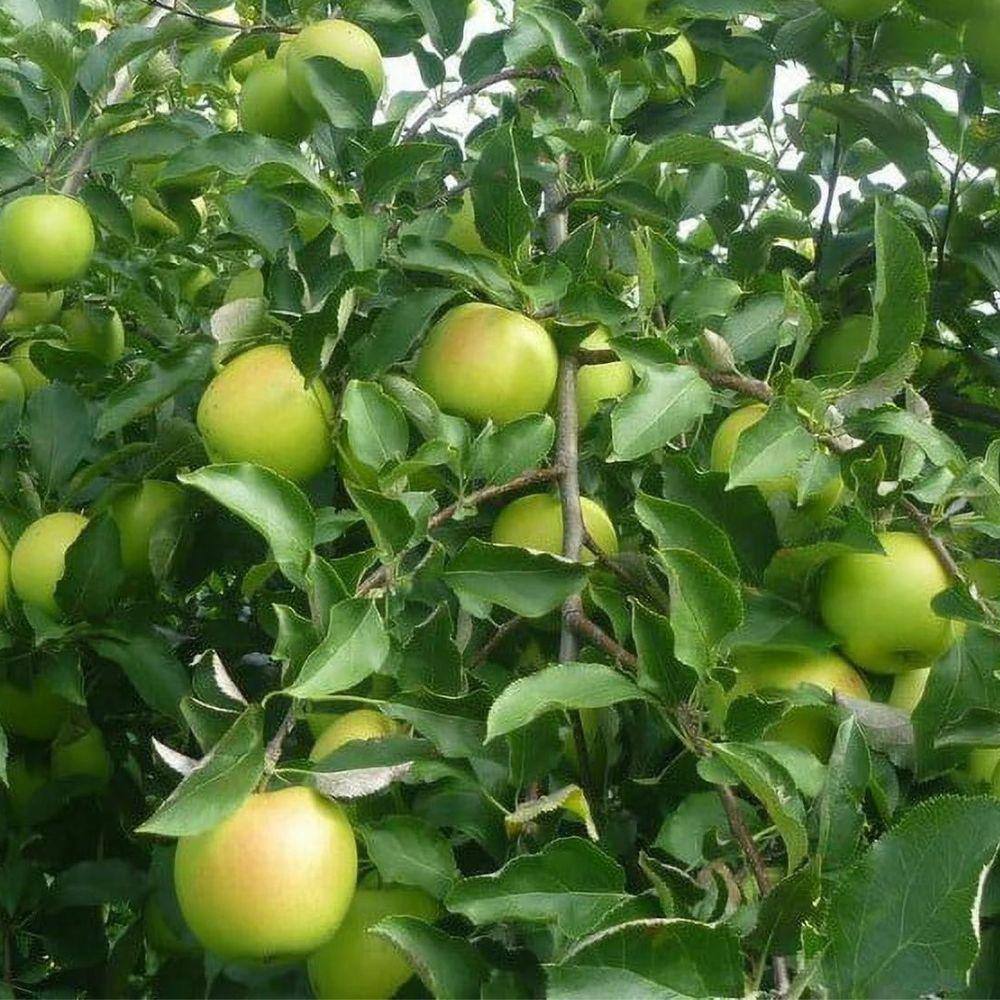 5 gal. Semi-Dwarf Mutsu Apple Tree APPMUT05GD