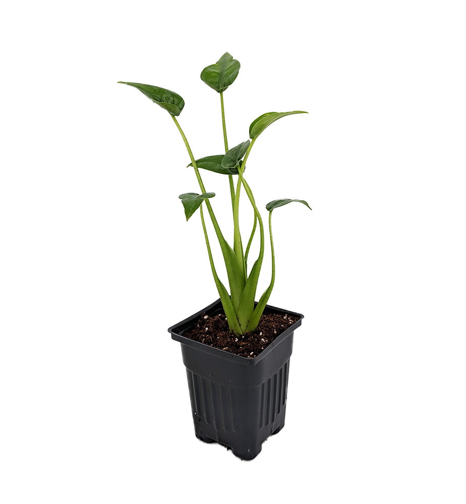 Tiny Dancers Elephant Ear Plant - Alocasia - 4