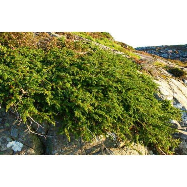 Online Orchards 1 Gal. Broadmoor Juniper Shrub Excellent Evergreen Ground Cover with Graceful Spreading Foliage Drought Tolerant CFJP004