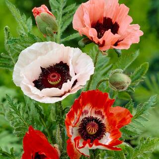 VAN ZYVERDEN Poppies Mixed Roots (Pack of 5) 11380