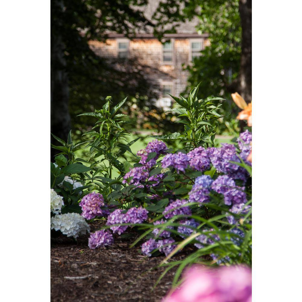 Endless Summer 3 Gal. BloomStruck Reblooming Hydrangea Flowering Shrub Blue or Purple Flowers HYDGA3MBS1PK