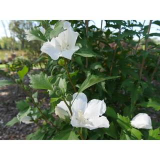 PROVEN WINNERS 2 Gal. White Pillar Rose of Sharon (Hibiscus) Plant with White Flowers 14761