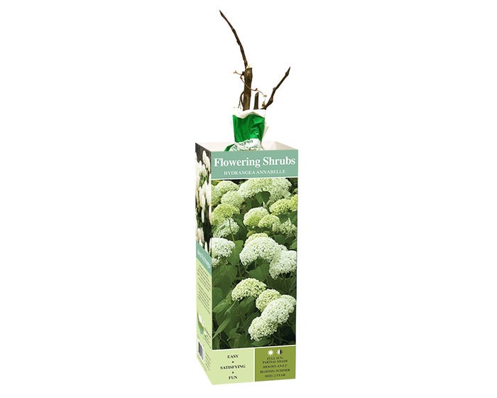 Van Zyverden Inc. Hydrangea Annabelle 01787