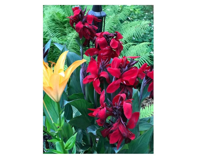 Capstone Plants Canna Cabana Assorted Colors 8 Inch Pot