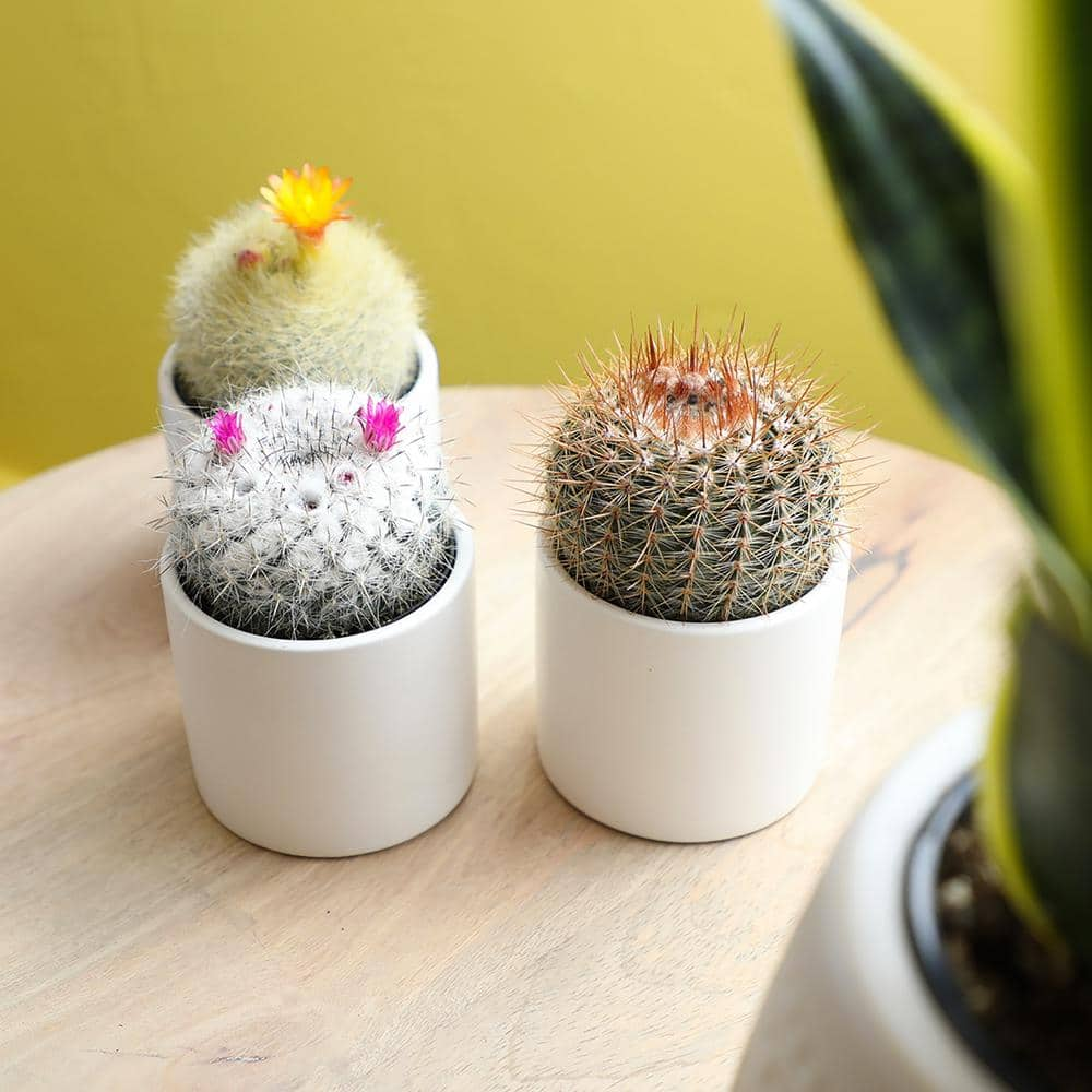 SMART PLANET 2.5 in. Assorted Cactus in White Matte Cylindrical Pot (3-Pack) 0872548