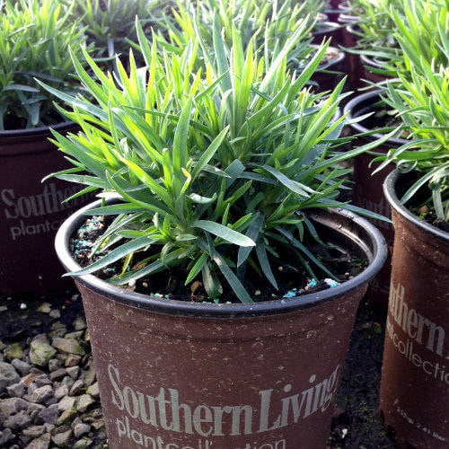 Raspberry Surprise Dianthus (2.5 Quart) Flowering Perennial features Pink Blooms with Burgundy Centers - Full Sun to Part Shade Live Outdoor Plant - Southern Living Plant Collection