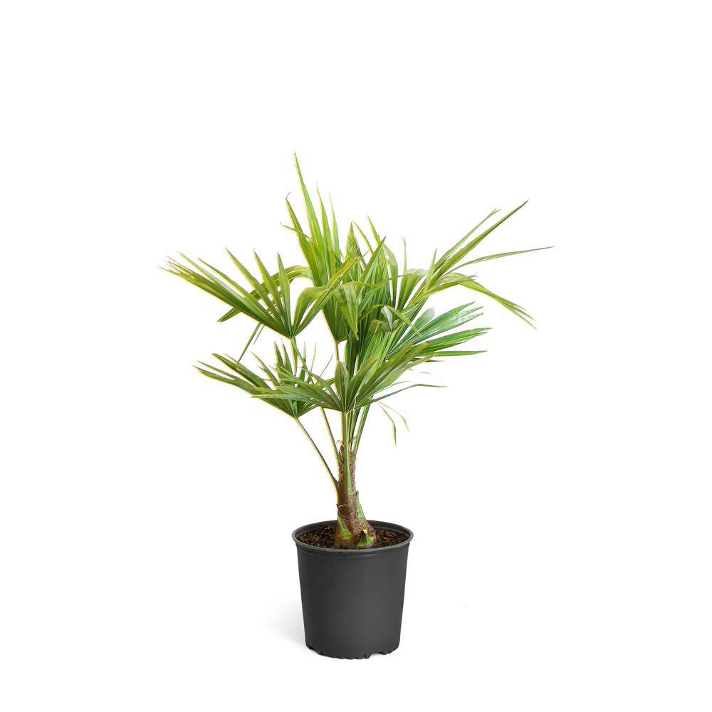 Brighter Blooms 3 Gal. Pindo Palm Tree in Pot PAL-PIN3