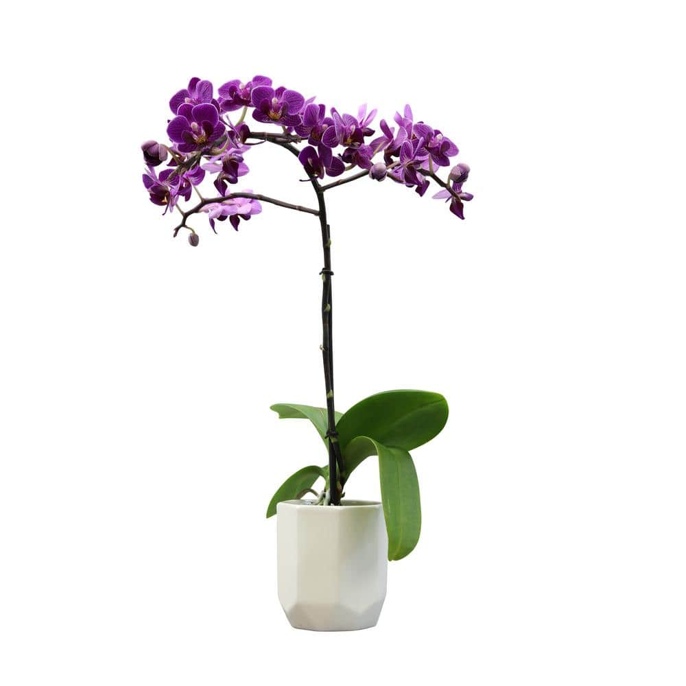 ALTMAN PLANTS 3.5 in. Purple Orchid (Phalaenopsis) Live House Plant in White Ceramic Pot 0873007