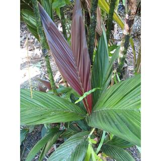 Wekiva Foliage Maroon Crownshaft Palm Tree - Live Plant in a 4 in. Pot - Areca Vestiaria - Rare Ornamental Palms from Florida EQ-9A55-56MQ