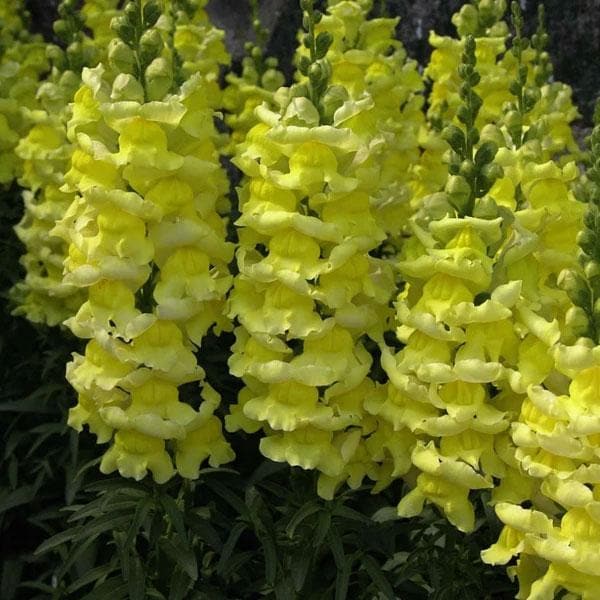 Antirrhinum, Snapdragon (Yellow) - Plant