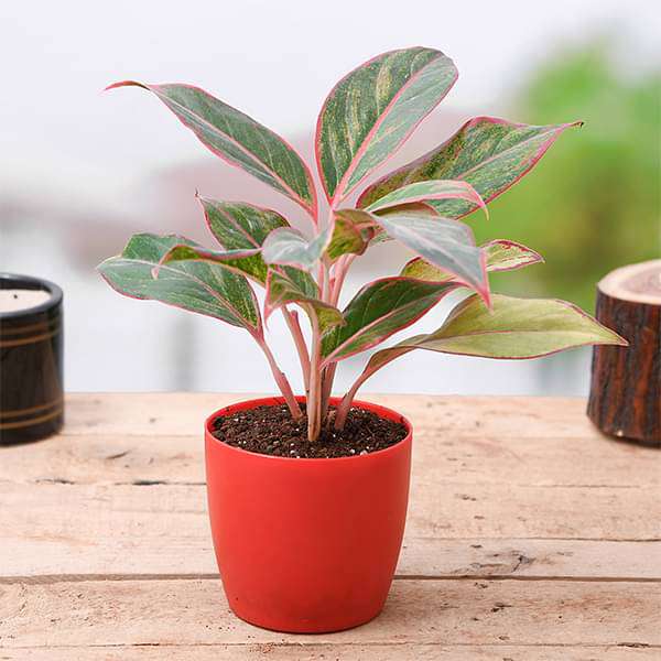 Aglaonema siam aurora, Aglaonema lipstick - Plant