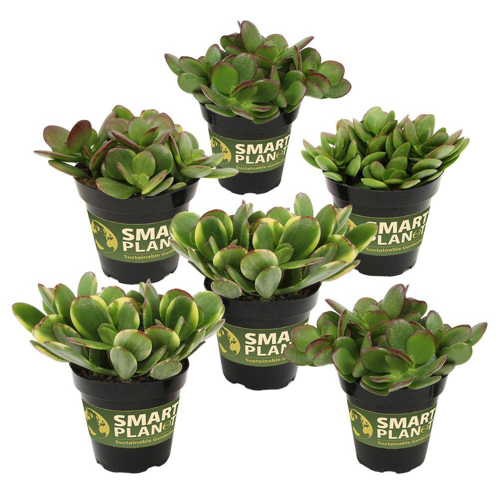 ALTMAN PLANTS Classic Jade Succulent (Crassula) Houseplant in 3.5 in. Grower Pots (6-Pack) 0873246