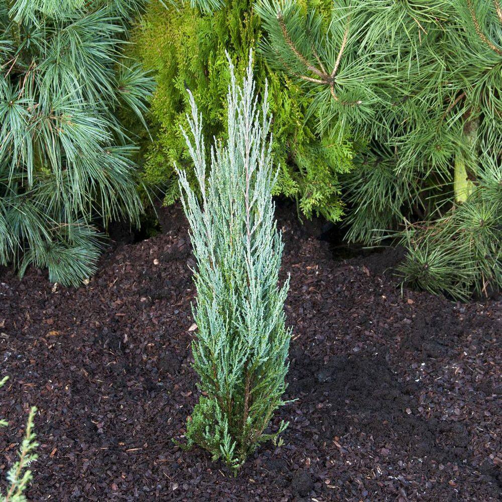 1 Gal. Skyrocket Juniper Shrub with Fast Growing Blue Foliage (2-Pack) CFJP006