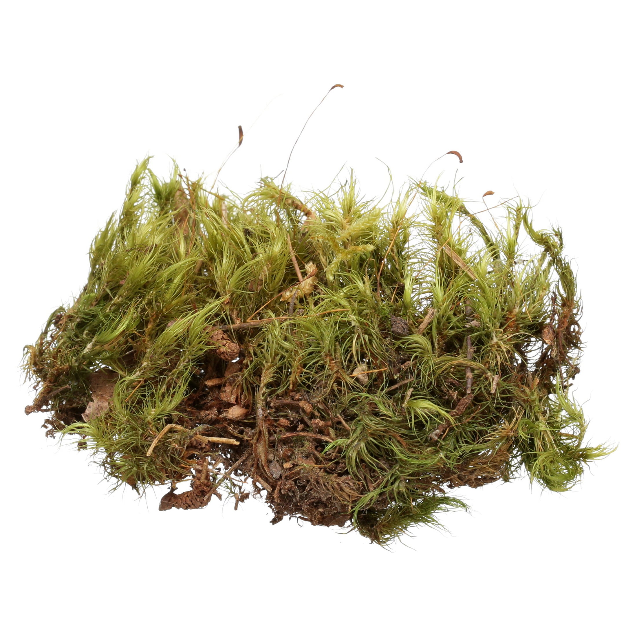 Fluker's Live Moss Terrarium Substrate for Hermit Crabs， 0.7 oz