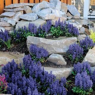 Spring Hill Nurseries Chocolate Chip Bugelweed Plant Ajuga Dormant Bare Root Perennial Groundcover Plant (1-Pack) 83073