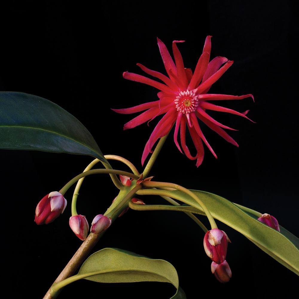 Vigoro 2 Gal. Star Flower Scorpio Live Broadleaf Evergreen Shrub (Illicium) with Red Flowers 11270