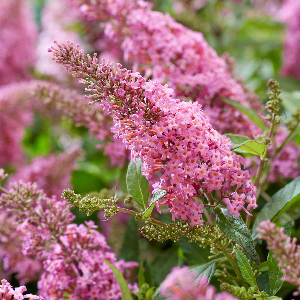 BUTTERFLY CANDY 1.5 Gal. Lil' Bubblegum Butterfly Bush (Buddleia) Live Shrub Plant Pink Flowers 05696Q