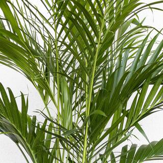 United Nursery Cat Palm Chamaedorea cataractarum Plant in 9.25 inch Grower Pot 20132