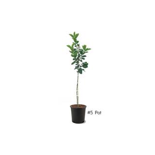 5 Gal. Black Ruby Plum Tree PLUBLR05G