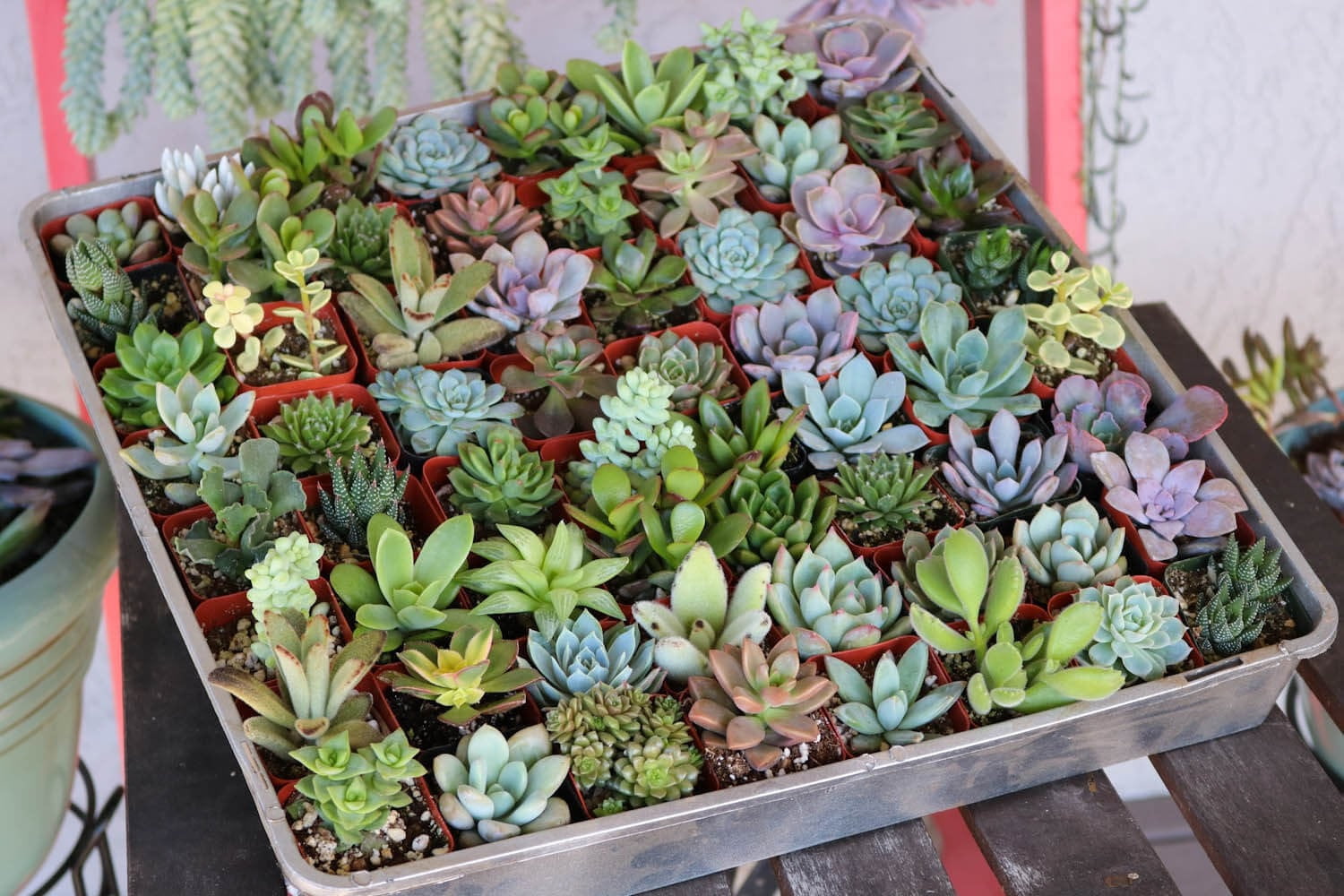 Succulent Wedding Favors by The Succulent Source - Succulents for All Occasions - Assorted 2