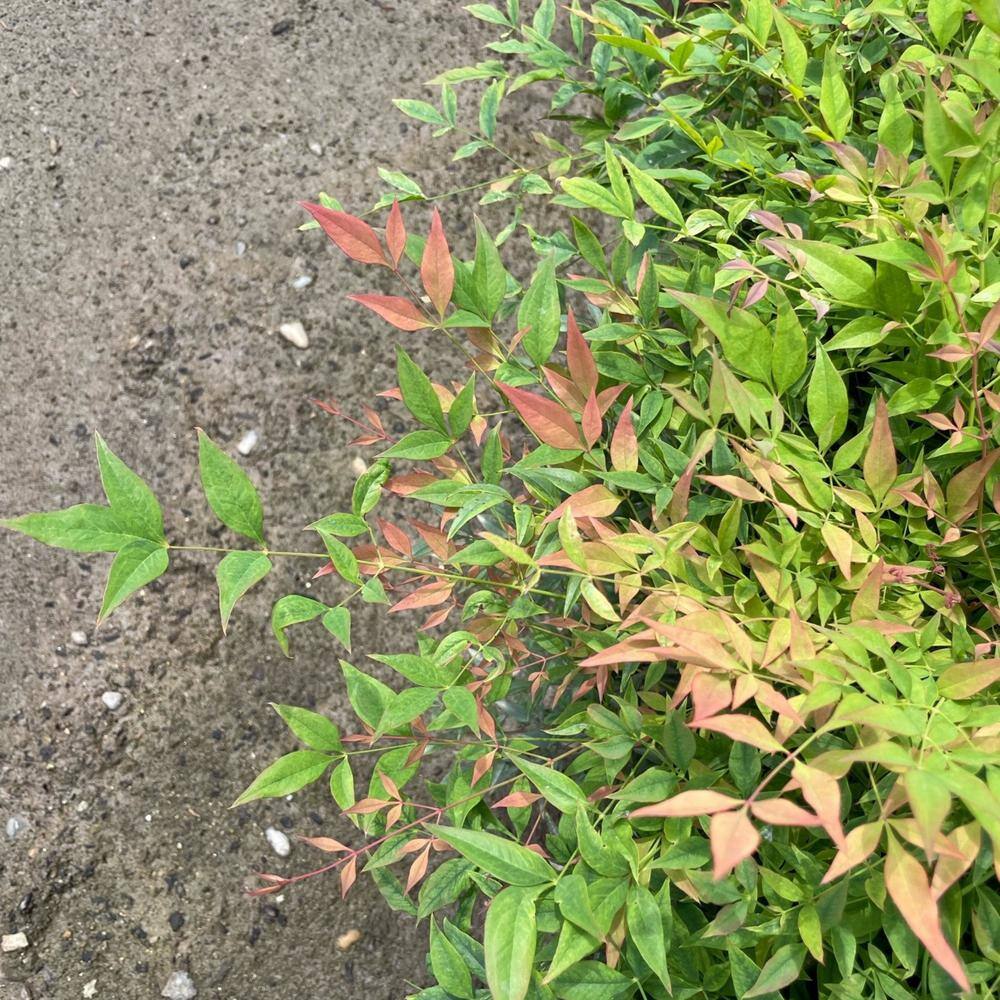 Alder  Oak #5 Container Gulfstream Heavenly Bamboo Shrub (2-pack) NADW05