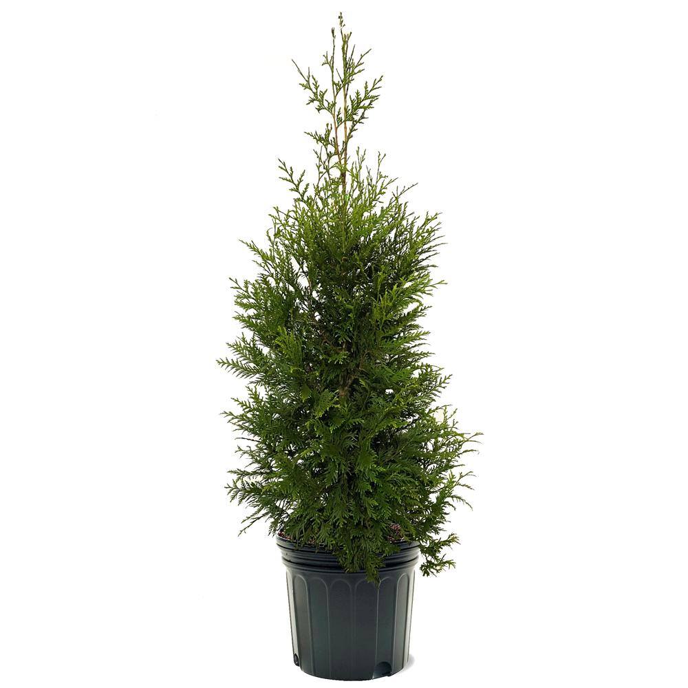 7 Gal. Thuja Green Giant Evergreen Arborvitae Privacy Tree THUGRE07G