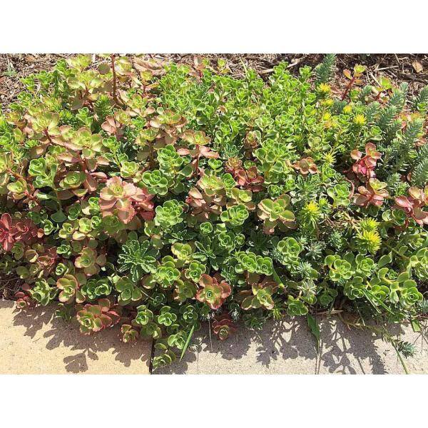 10 in. x 10 in. Perennial Sedum Tile Paver Mix (2-Pack) 1022