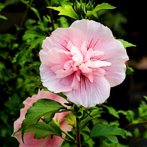 Pink Chiffon Rose of Sharon (Hibiscus)Flower Shrub， Blue Flowers Hardy Korean Rose of Sharon Starter 25+ seeds pack