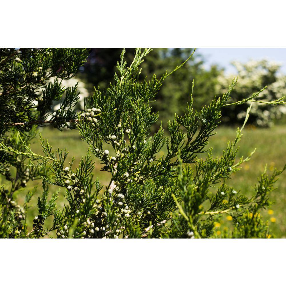1 Gal. Hetzi Columnaris Juniper Evergreen Tree JUNHET01G
