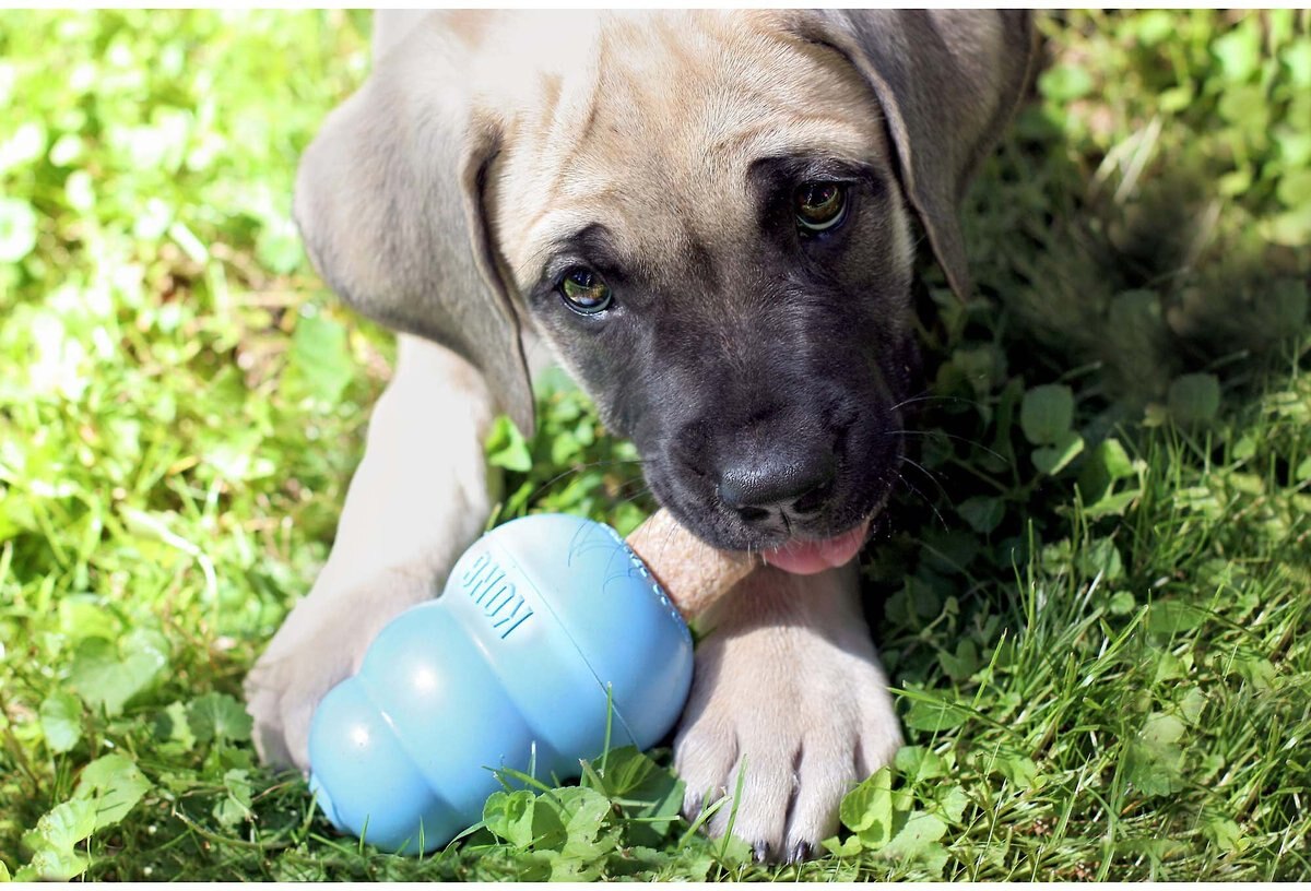 KONG Stuff'N Puppy Ziggies Dog Treats