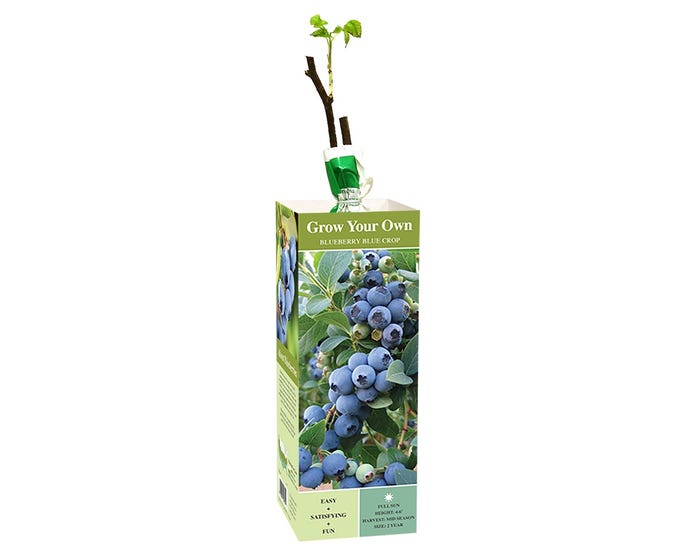 Van Zyverden Inc. Blueberry  Blue Crop 00804