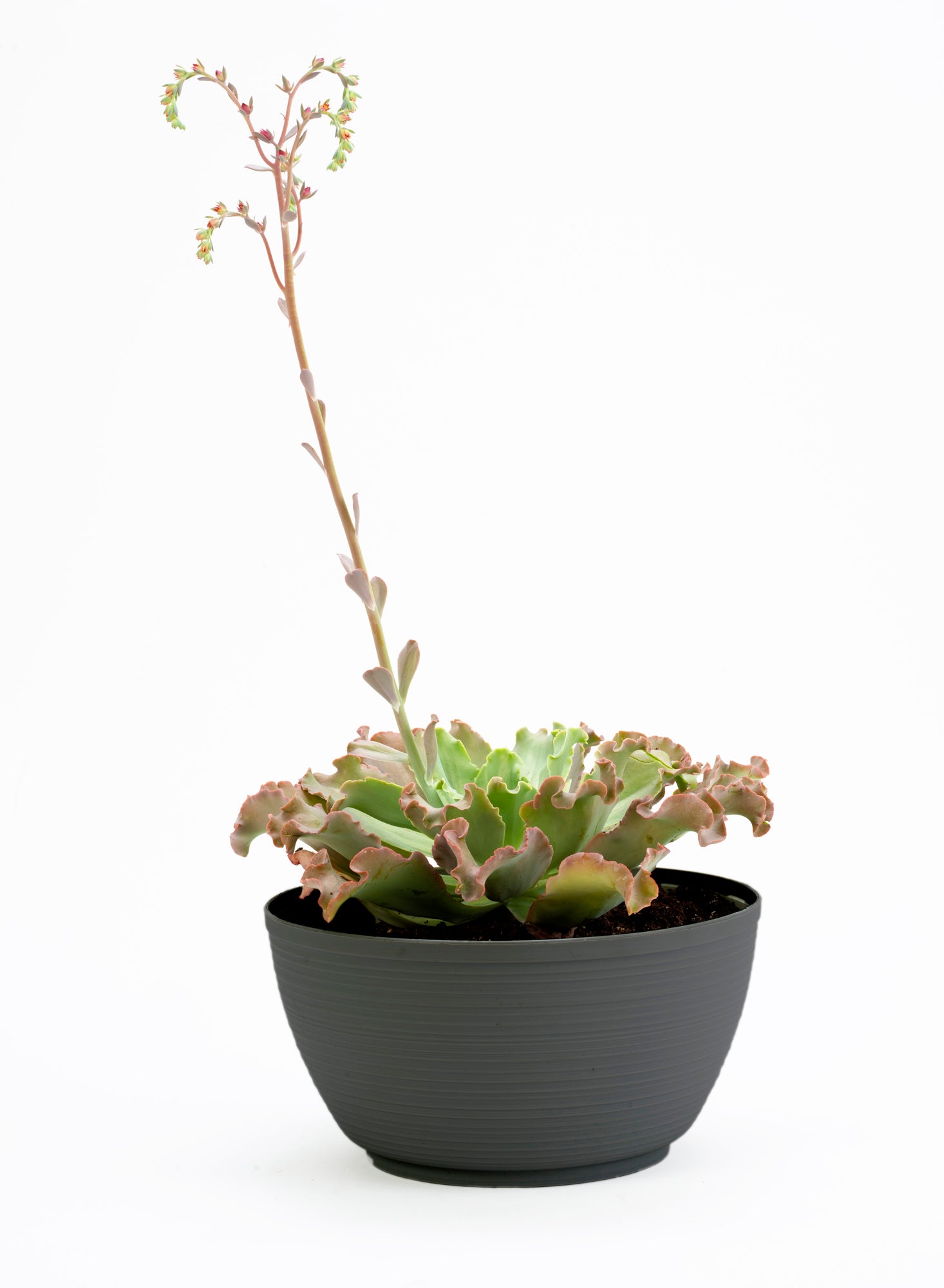 Bloem 15" x 15" x 8" Bowl Charcoal and Gray Plastic, Resin, Polyethylene and Polypropylene Plant Planter