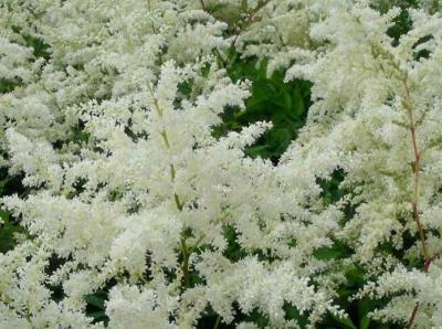 Classy Groundcovers - False Spirea (White) White Japanese Astilbe， White Goats Beard， White False Goatsbeard {10 Bare Root Plants}