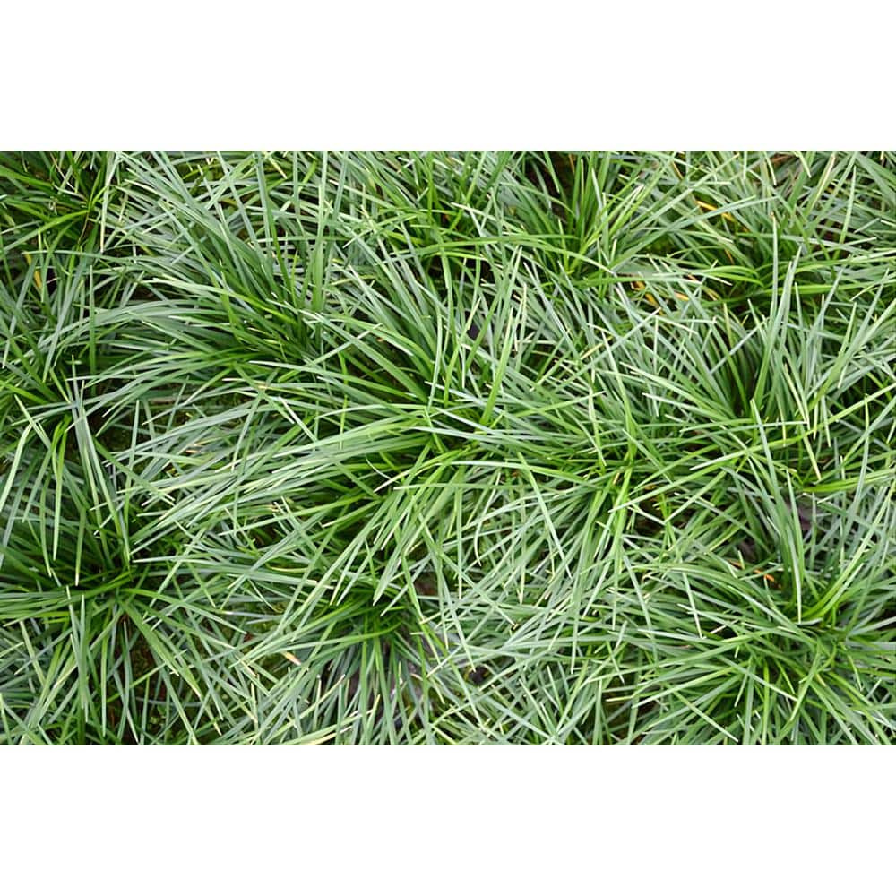 Pure Beauty Farms 1qt. Mondo Grass in 4.7 in. Grower's Pot BOPIS5135