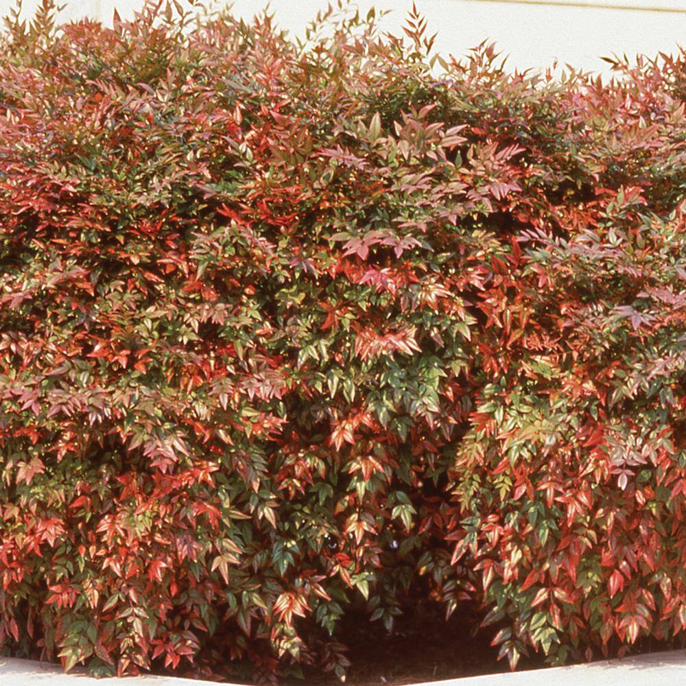 SOUTHERN LIVING 2.5 Qt. Blush Pink Nandina Shrub 4307Q