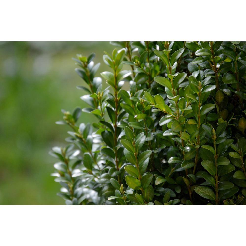 Online Orchards 1 Gal. Green Velvet Boxwood Evergreen Shrub 2-Plants EGBX003