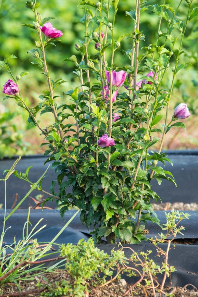 Raspberry Smoothie Rose of Sharon Althea Deciduous Flowering Shrub， grown in a 2.50 quart pot (1-Pack)