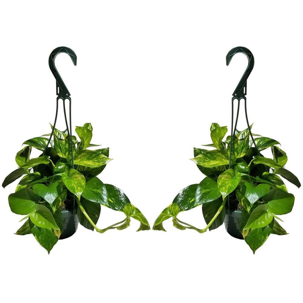 Golden Pothos Plant in 6 in. Hanging Basket (2-Pack) 2PkHBGldP