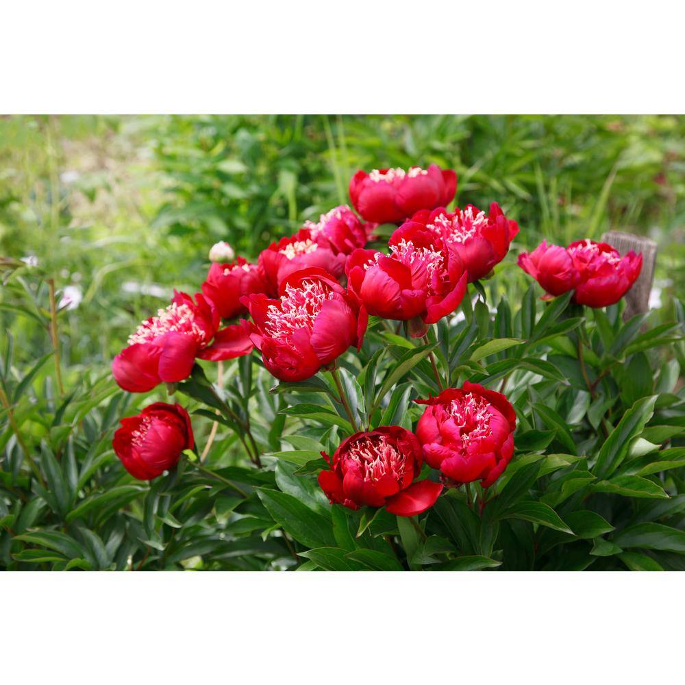 BELL NURSERY 2 Gal. Peony Red Live Perennial Plant (1-Pack) PEONY2RED1PK