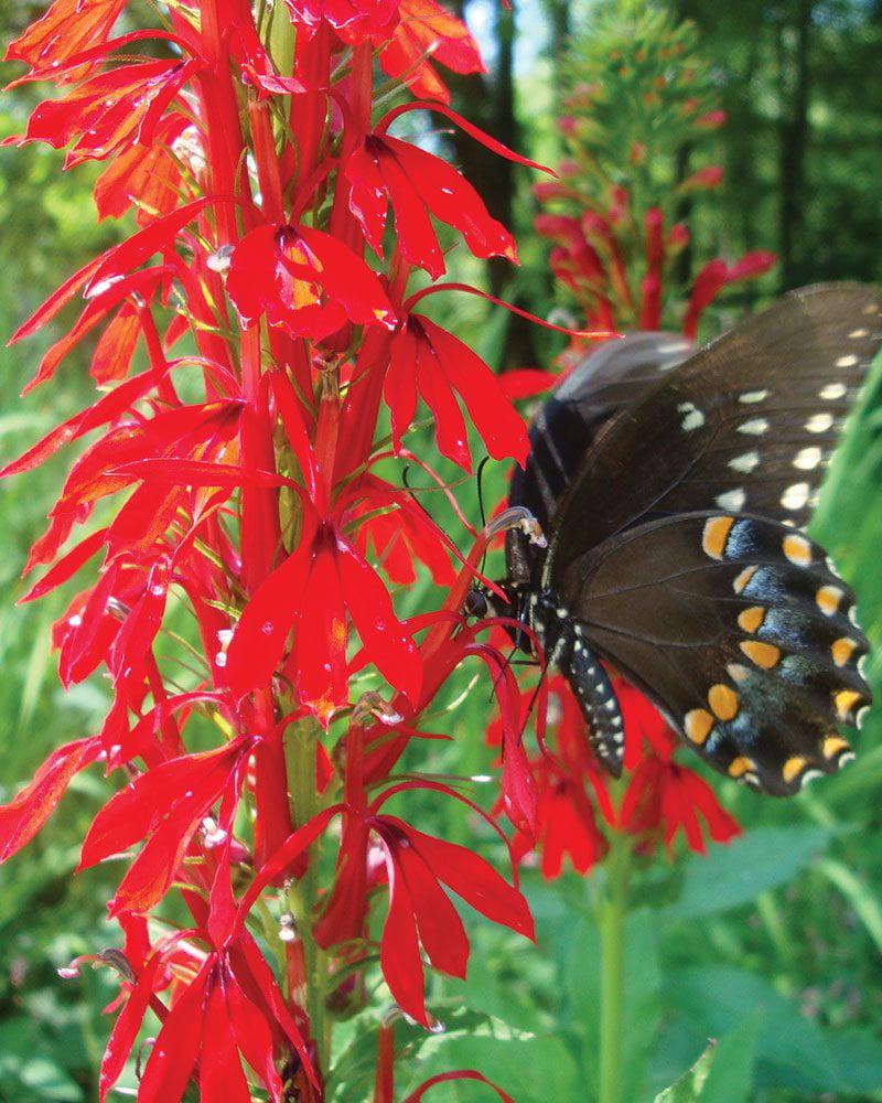 Cardinal Flower - Lobelia cardinalis - Live Starter Plant