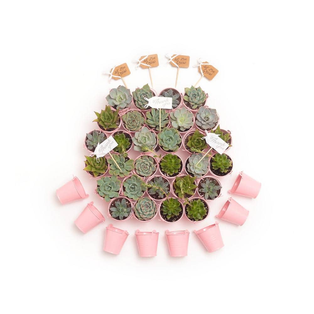 The Succulent Source 2 in. Wedding Event Rosette Succulents Plant with Pink Metal Pails and Thank You Tags (80-Pack) 2-R-P-TY-80