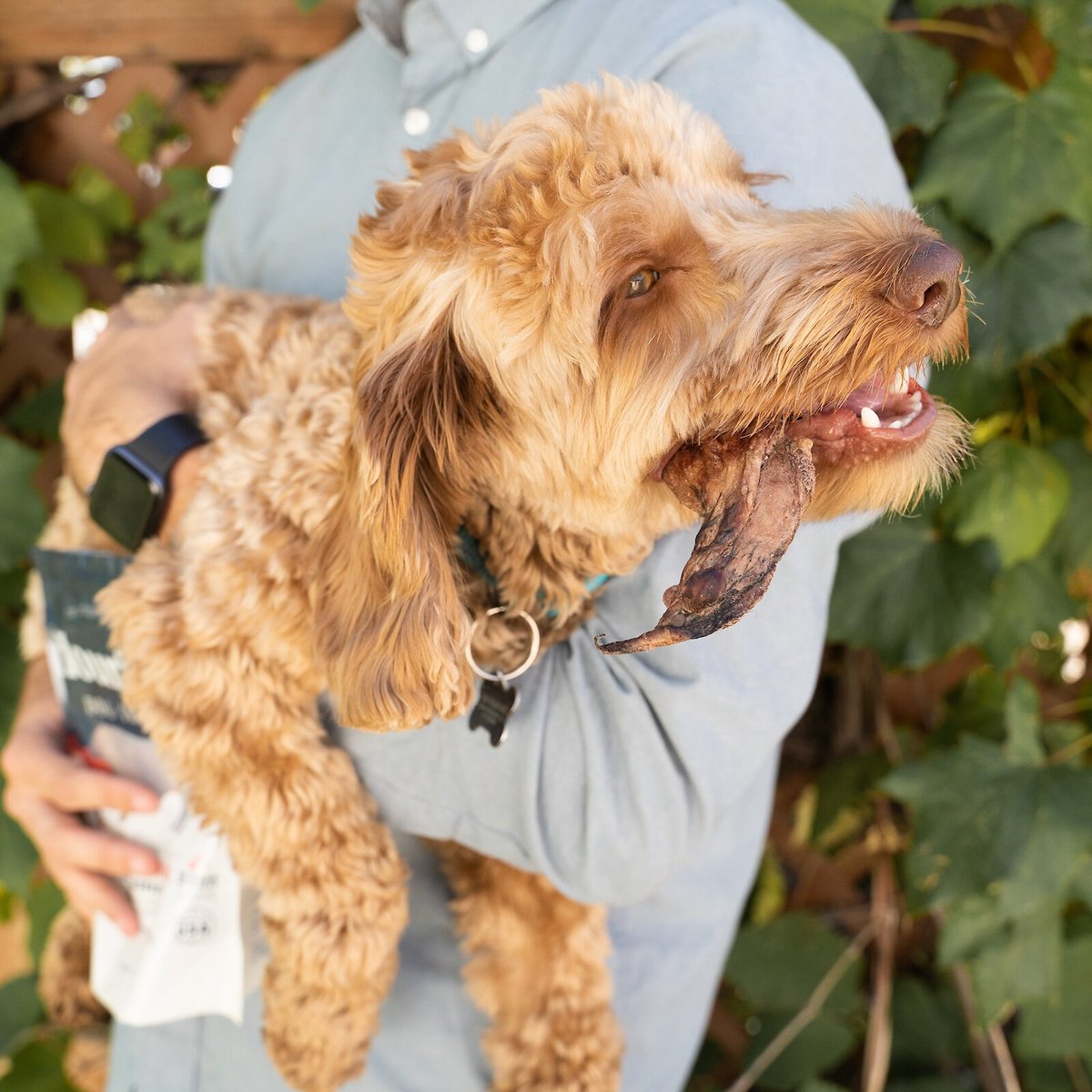 Flourish Bully Bites Freeze-Dried Dog Treats