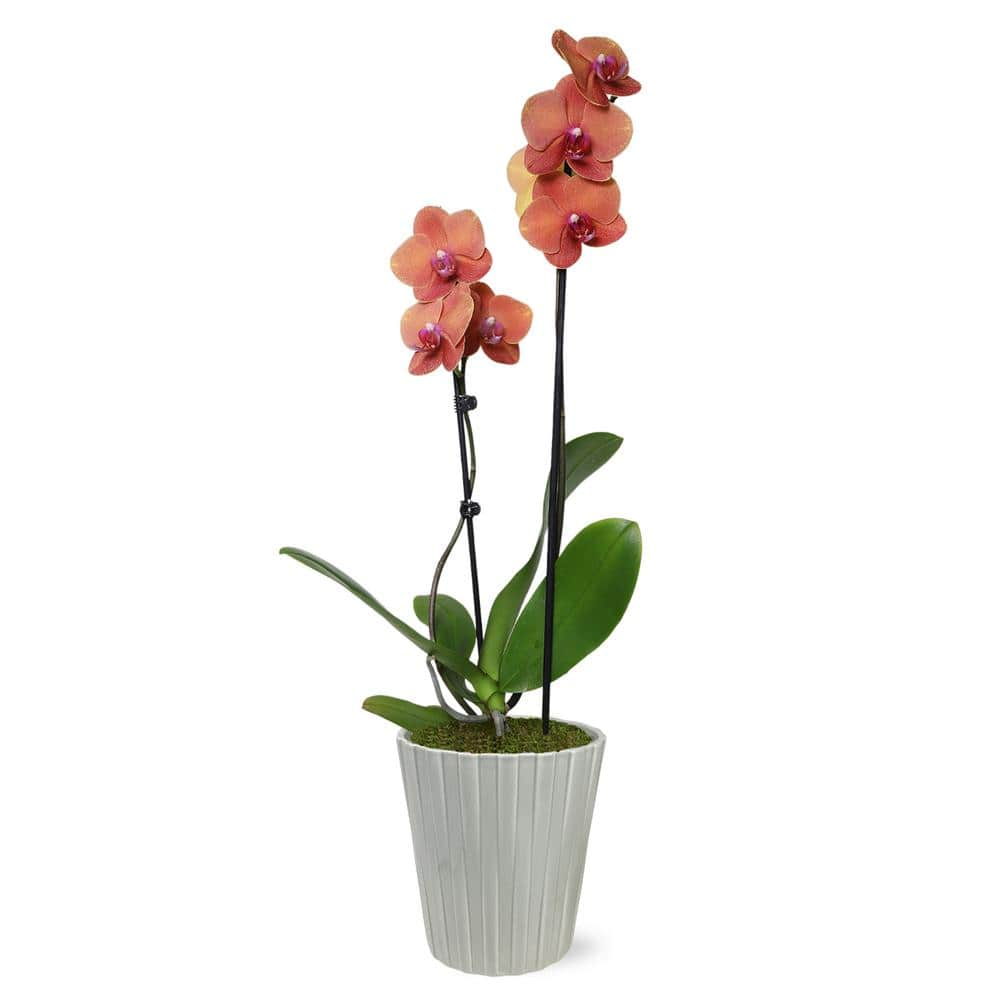 Just Add Ice Premium Orchid (Phalaenopsis) Salmon Plant in 5 in. Grey Ceramic Pottery J5018