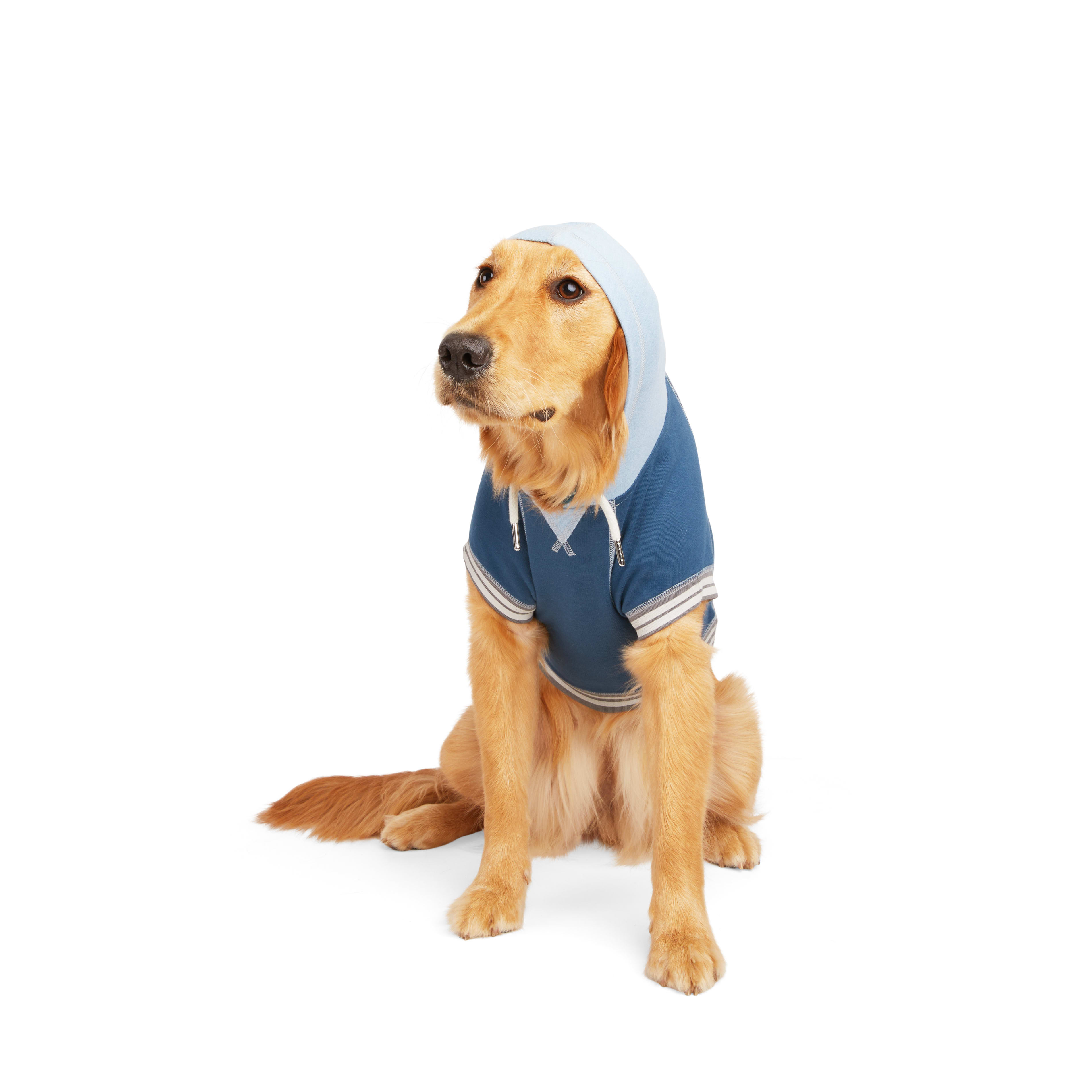 Reddy Champion Varsity Dog Hoodie， 3X-Large