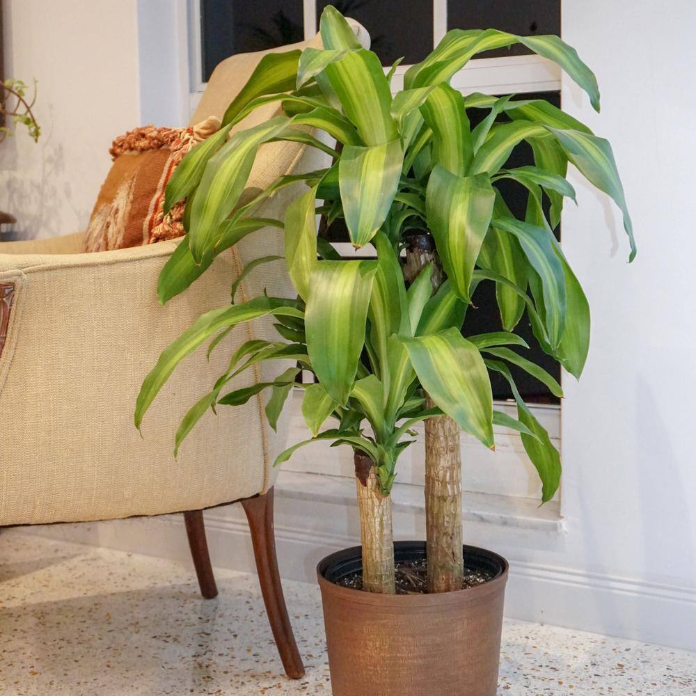 United Nursery Dracaena Mass Cane Corn Plant 2 Stem Plant in 9.25 inch Grower Pot 73823