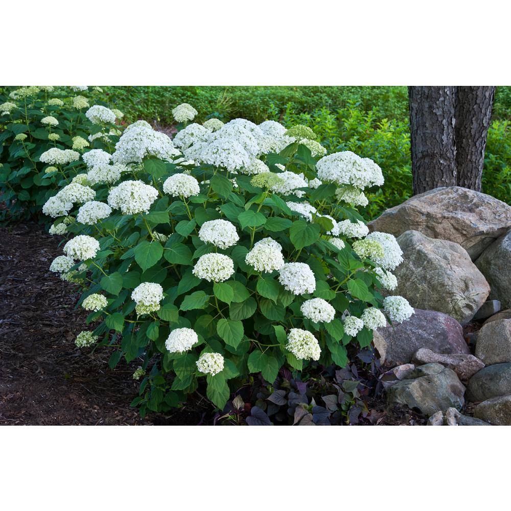 PROVEN WINNERS 1 Gal. Incrediball Smooth Hydrangea (Arborescens) Live Shrub Green to White Flowers HYDPRC1056101