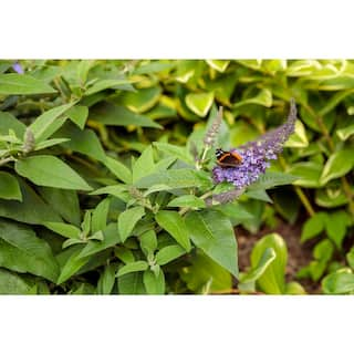 PROVEN WINNERS 3 Gal. Pugster Blue Butterfly Bush (Buddleia) Live Flowering Shrub with True-Blue Flowers PWBUD3PBL1PK