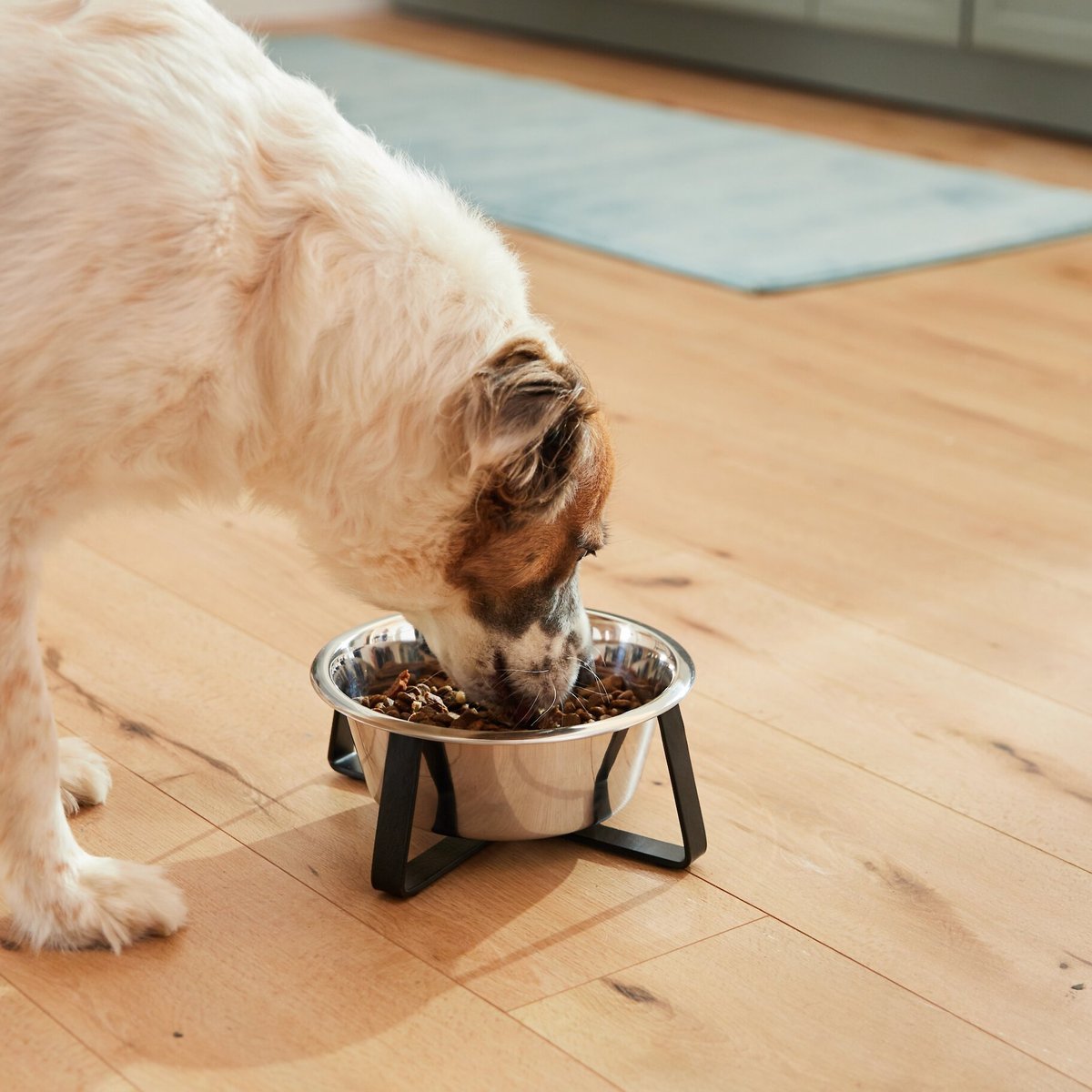 Frisco Black Iron Non-Skid Stainless Steel Dog and Cat Bowl