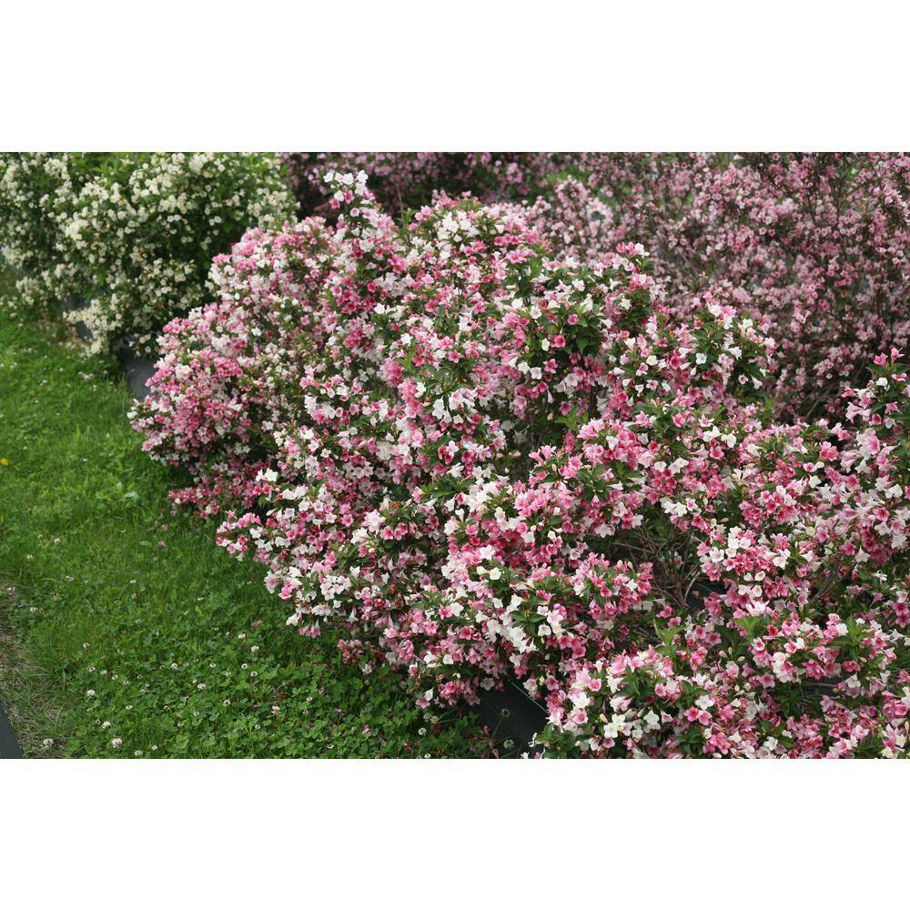 PROVEN WINNERS 4.5 in. Qt. Czechmark Trilogy (Weigela) Live Shrub White Pink and Red Flowers WEIPRC1217800